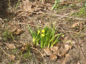 daffodils-2